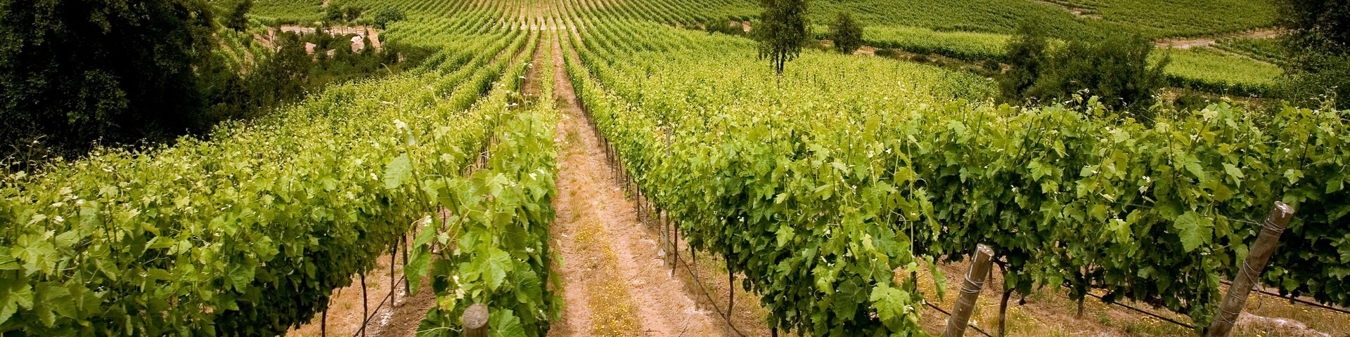 A vineyard with rows of grapevines extending into the distance, surrounded by fields and mountains.