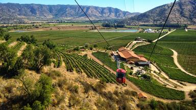 Discovered my favorite grape in the vineyards of Chile. What grape is it? Carménère
#Culture