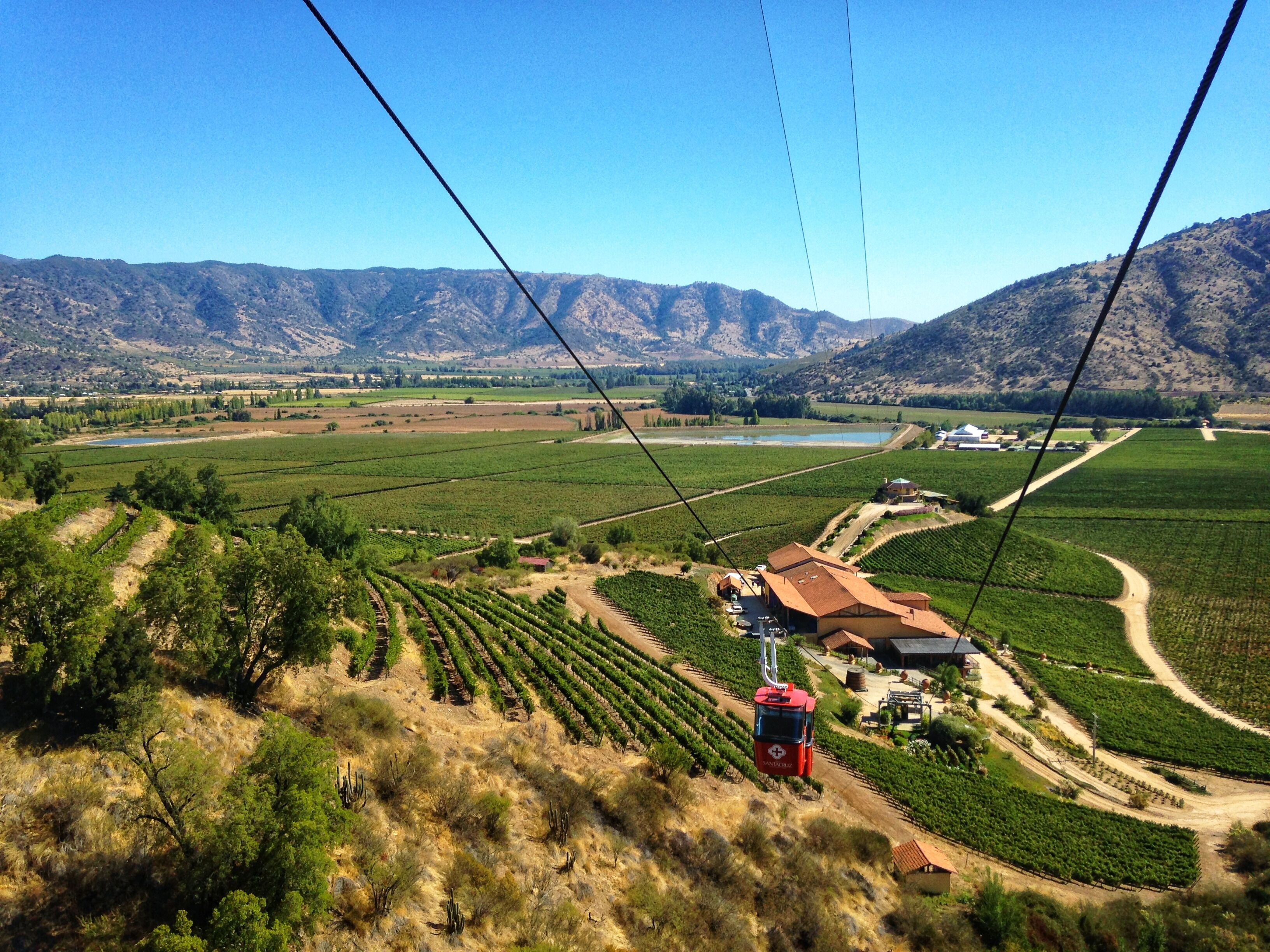 A vineyard with rows of grapevines, a red cable car, and mountains in the background.