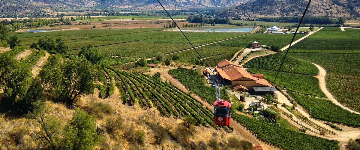 A vineyard with rows of grapevines, a red cable car, and mountains in the background.
