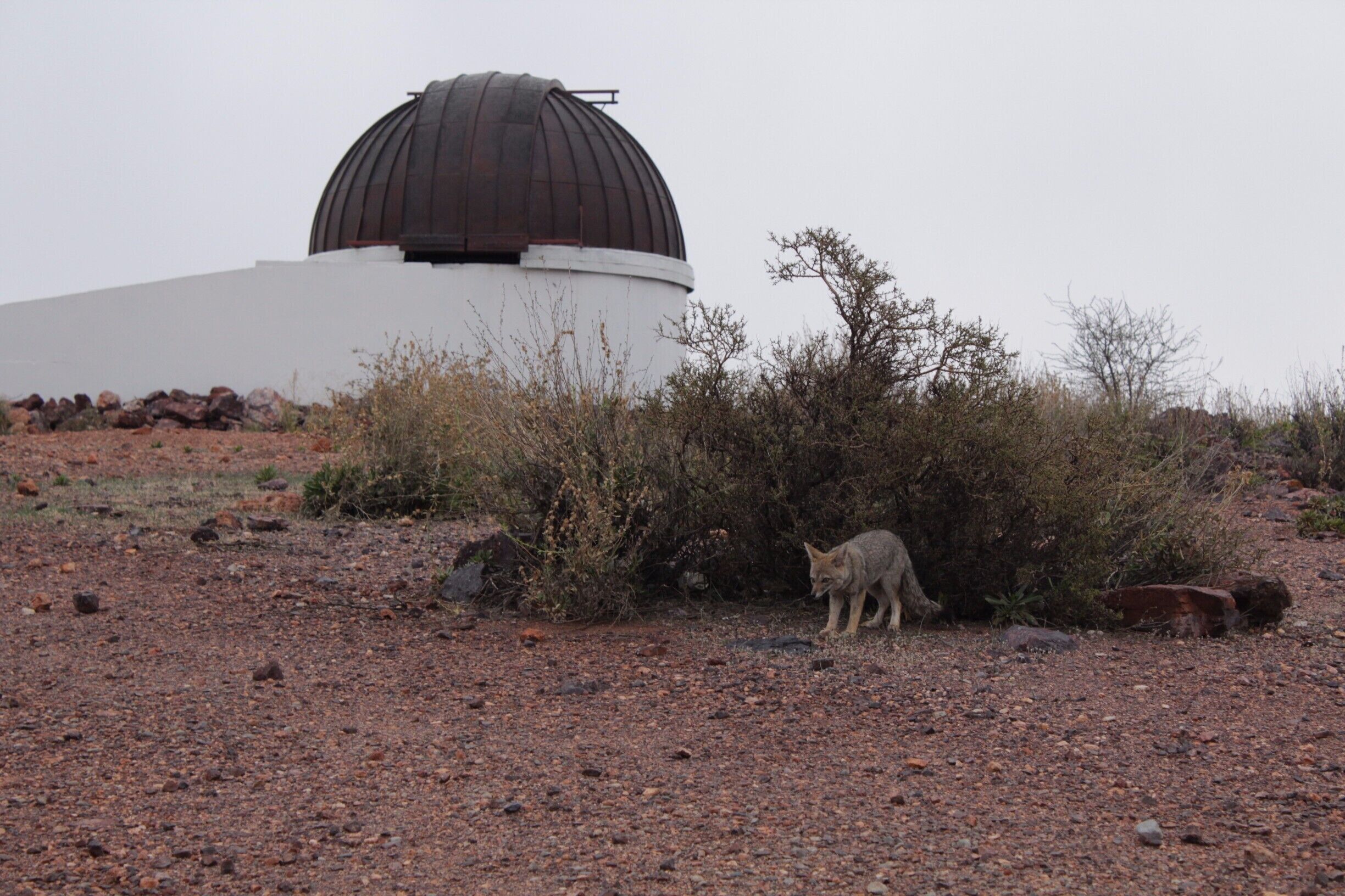 Un amigo peludo en los cerros. Zorro nortino.
