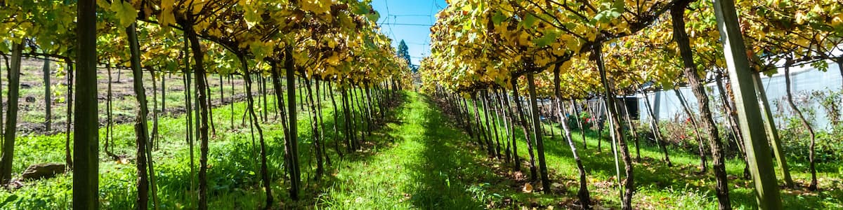 Ein Weinberg mit Reihen von Reben unter blauem Himmel.