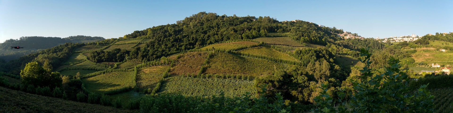 panoramic view of vineyard at harvest time with blue sky in the background.