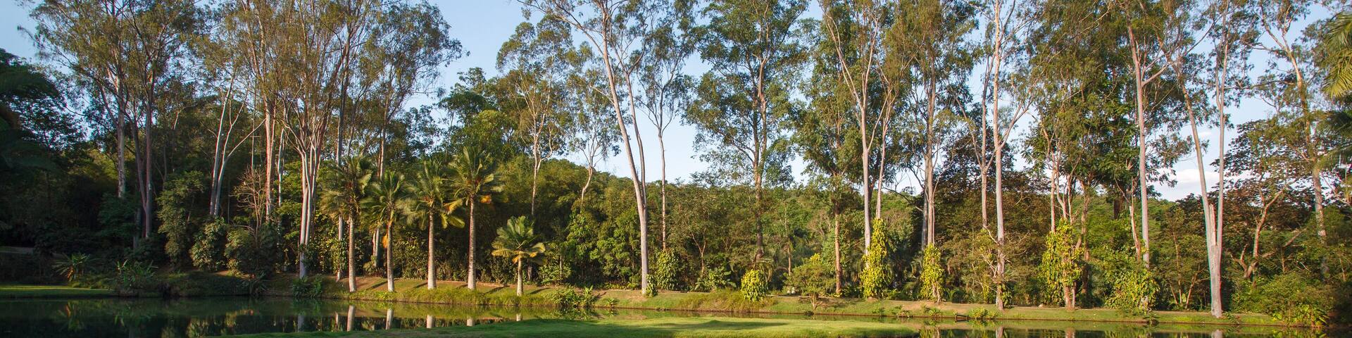 Palm trees, the tropical forest at the shore of the lake, Inhotim, Minas Gerais, Brazil.