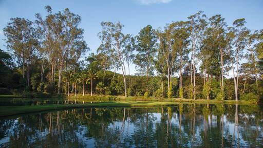 Palm trees, the tropical forest at the shore of the lake, Inhotim, Minas Gerais, Brazil.