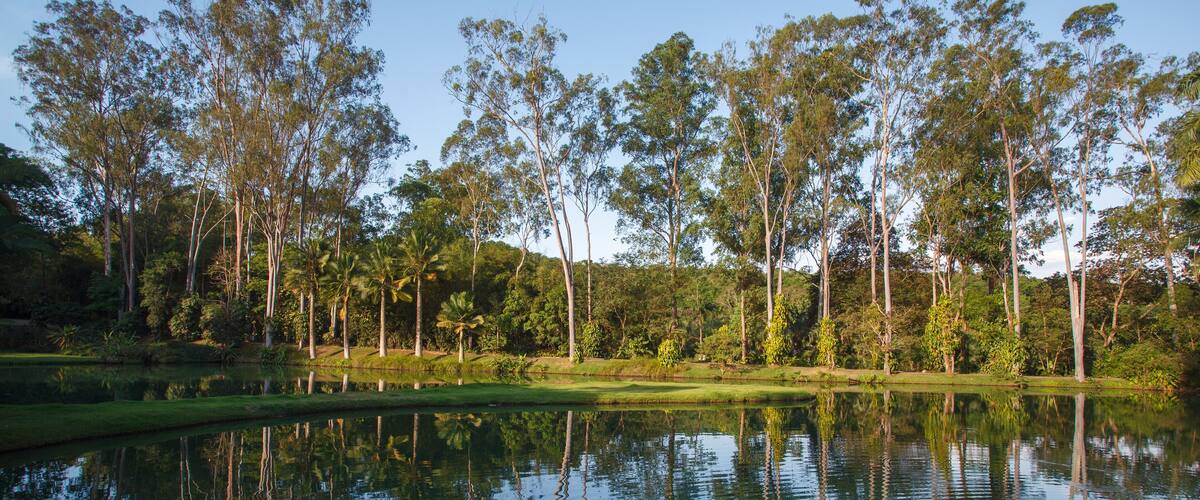 A calm lake surrounded by tall trees and a clear sky.