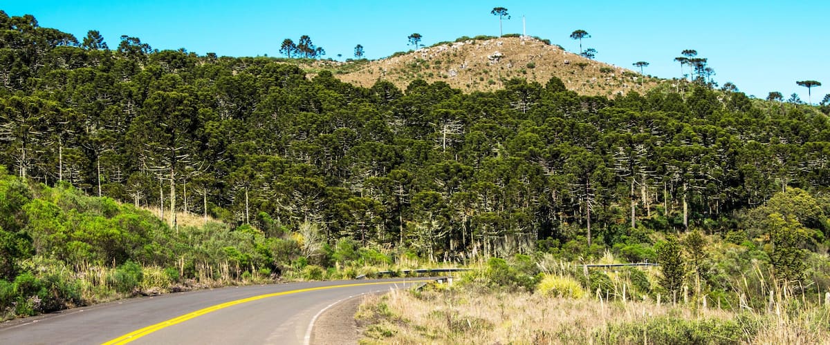 A winding road with yellow lines, surrounded by dense forests and a hill in the background.