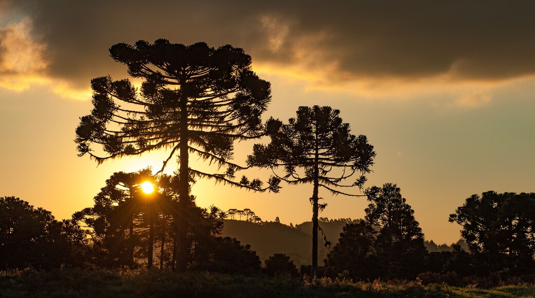 ์์กฐ์ํน