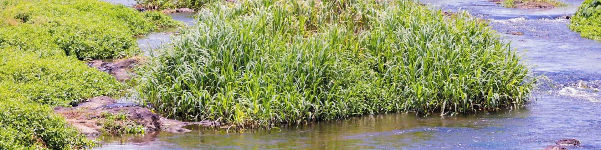 View of shallows of Rio Jaguaripe in Nazaré, Bahia, Brazil.