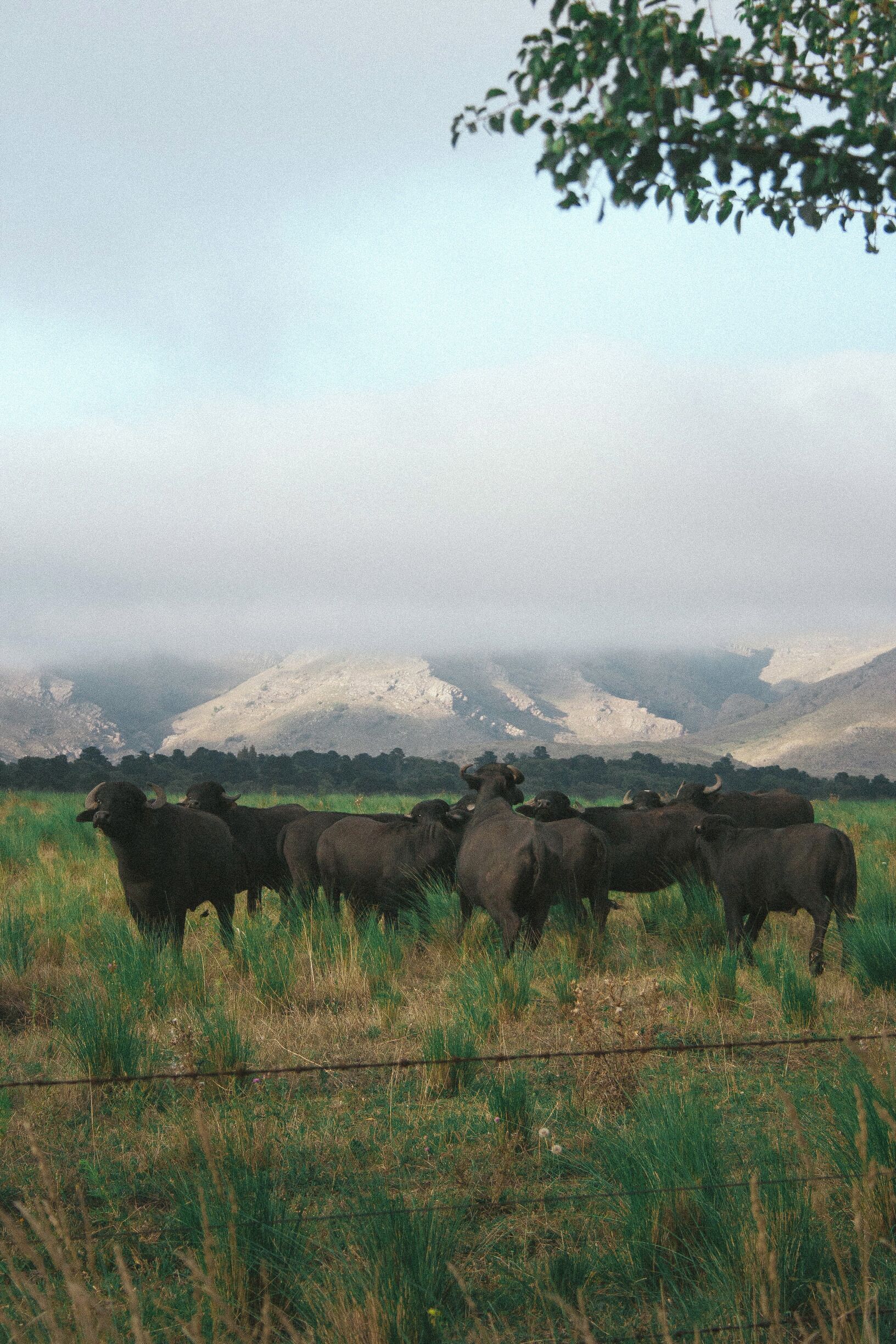 Villa Ventana is a small village in the south of the Buenos Aires Province. It's an ideal getaway from the busy and noisy city life of Capital Federal. 