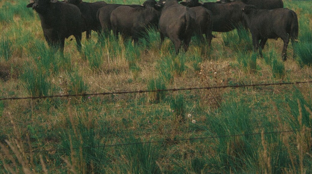 Villa Ventana is a small village in the south of the Buenos Aires Province. It's an ideal getaway from the busy and noisy city life of Capital Federal.