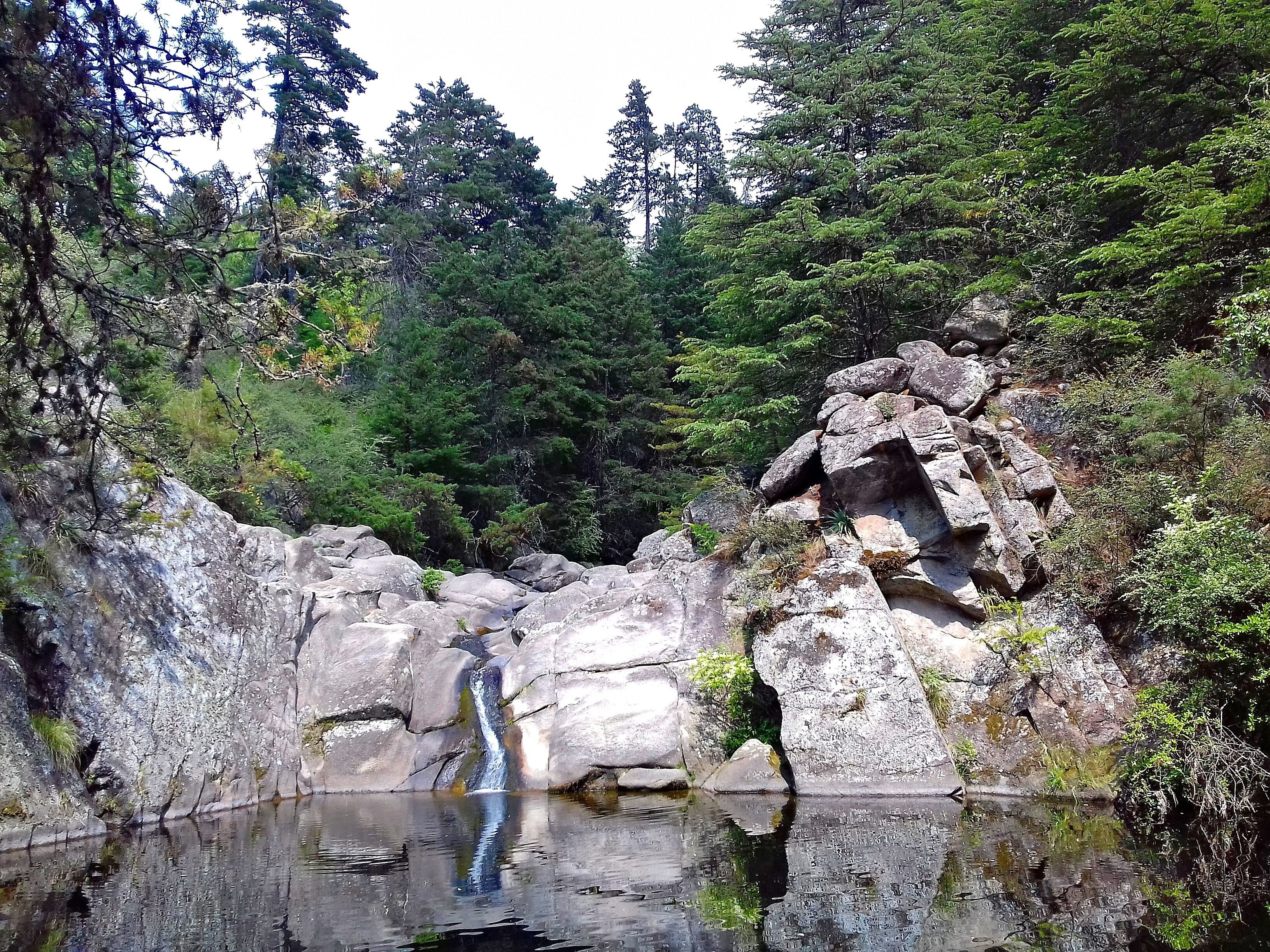 A serene forested area with a small waterfall cascading into a pond surrounded by large rocks and dense trees.