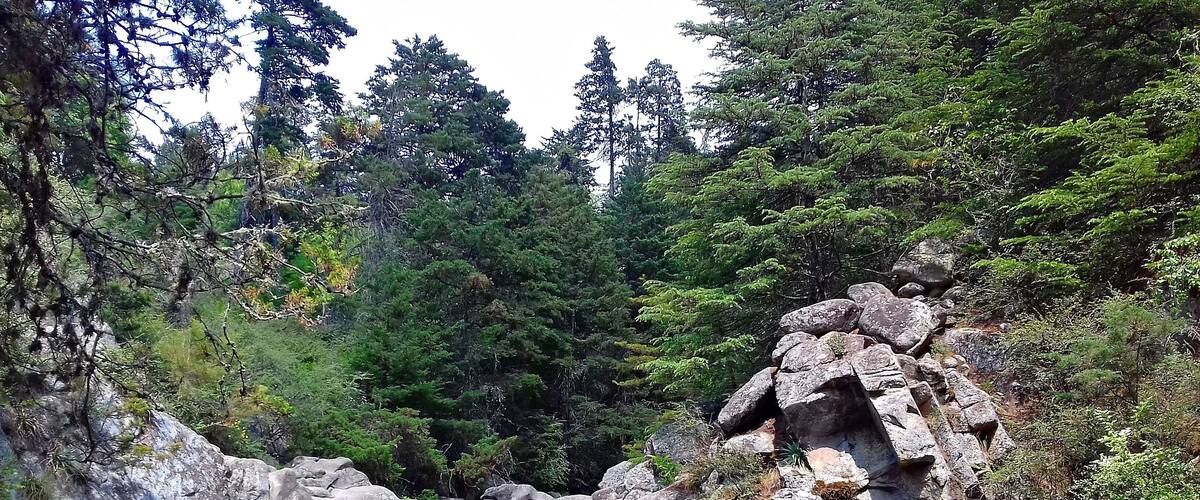 A serene forested area with a small waterfall cascading into a pond surrounded by large rocks and dense trees.