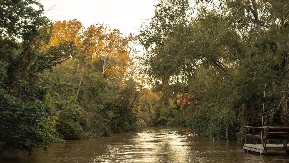 A river surrounded by dense foliage and a wooden dock.