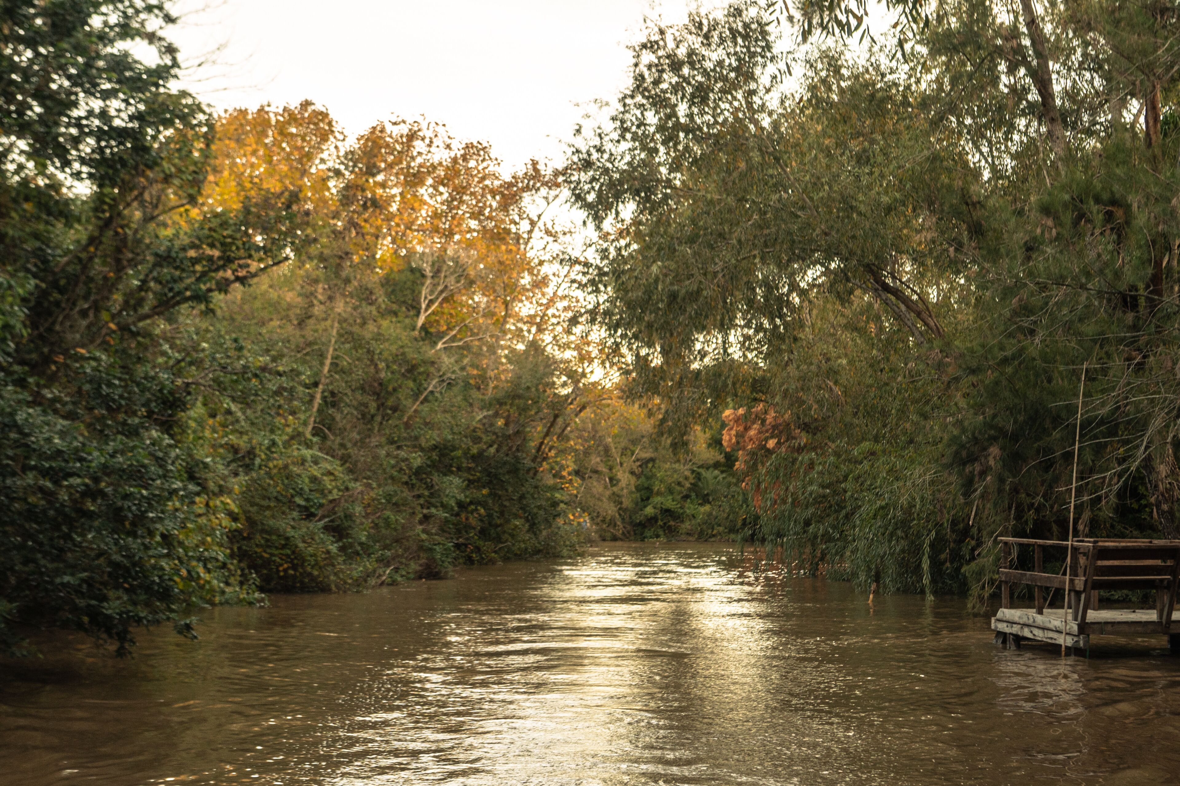 A river surrounded by dense foliage and a wooden dock.