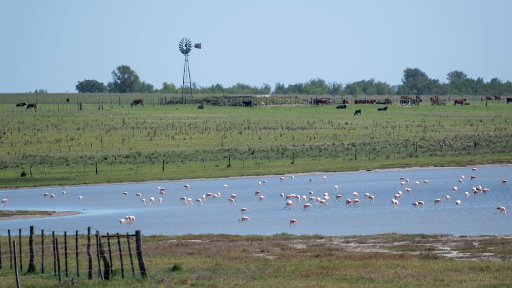 large flock of Chilean flamingo (Phoenicopterus chilensis) in a lake next to a farm in La Pampa province, argentina