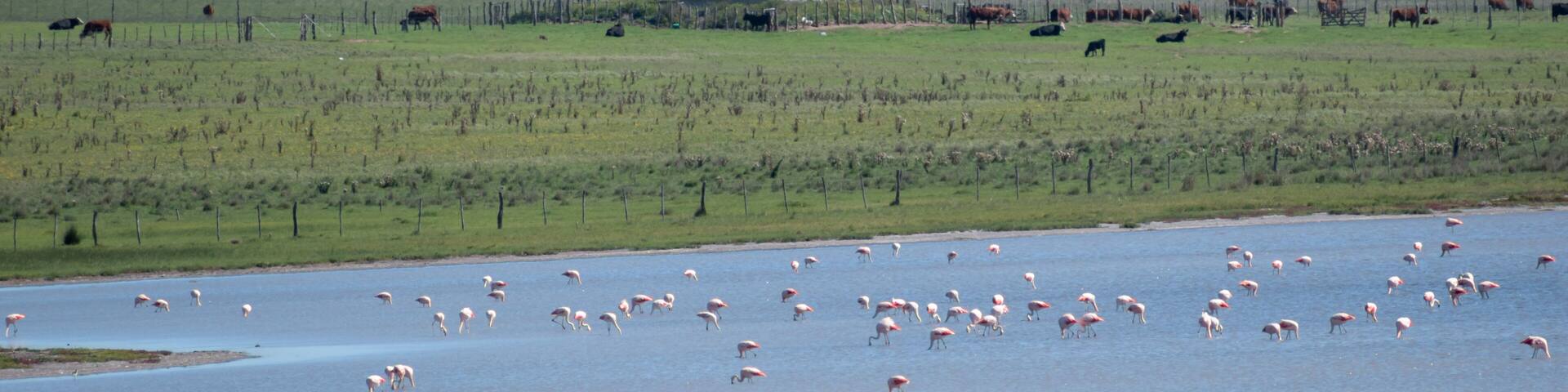 large flock of Chilean flamingo (Phoenicopterus chilensis) in a lake next to a farm in La Pampa province, argentina