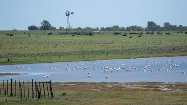 large flock of Chilean flamingo (Phoenicopterus chilensis) in a lake next to a farm in La Pampa province, argentina
