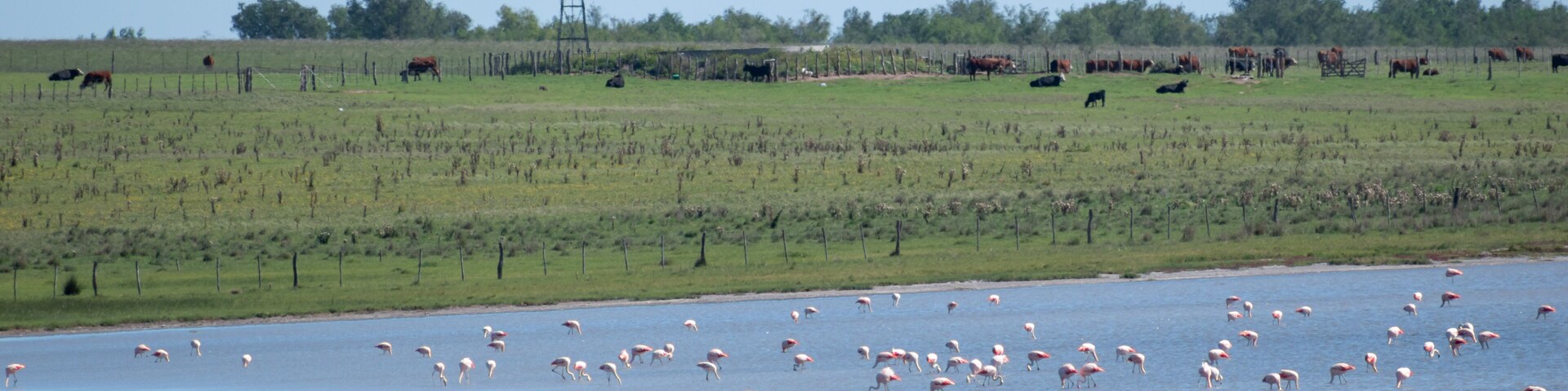large flock of Chilean flamingo (Phoenicopterus chilensis) in a lake next to a farm in La Pampa province, argentina