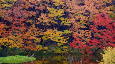 Estancia Cristina showing a pond, fall colors and forests