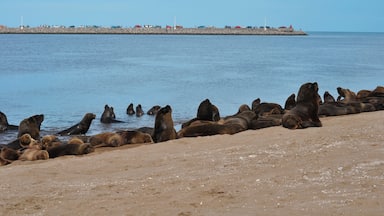 A sandy beach with a group of sea lions resting on the shore.