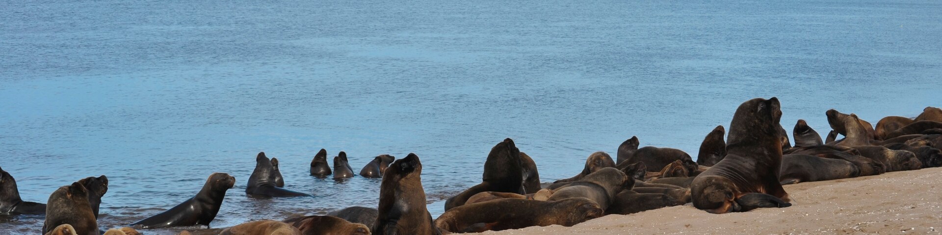 Una playa arenosa con un grupo de lobos marinos descansando en la orilla.