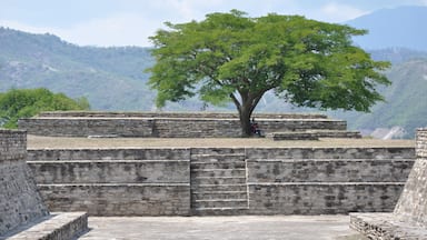 Uma árvore em frente a degraus de pedra antigos, com montanhas ao fundo.