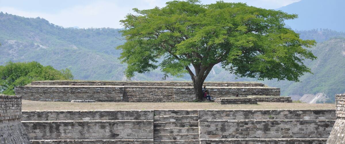 A tree in front of ancient stone steps with a mountainous backdrop.