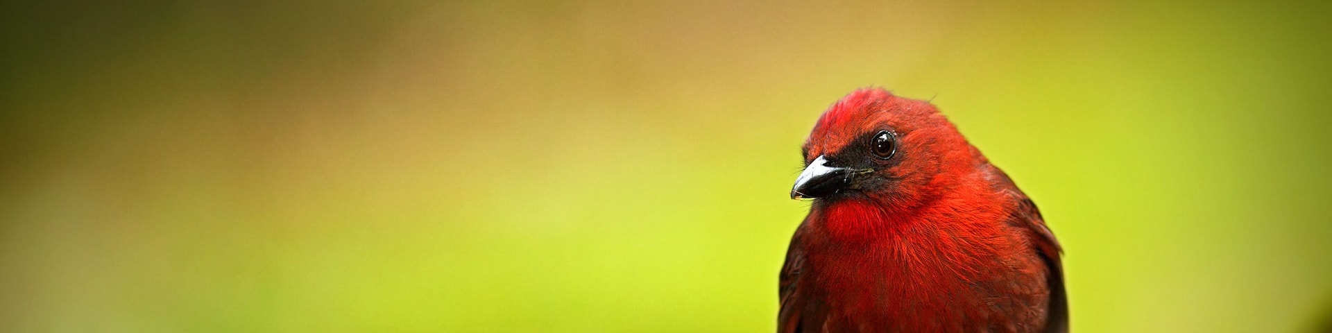 Red-throated Ant-Tanager, Habia fuscicauda, red tropic song bird in the nature habitat, San Ignacio, Belize