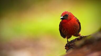 Red-throated Ant-Tanager, Habia fuscicauda, red tropic song bird in the nature habitat, San Ignacio, Belize