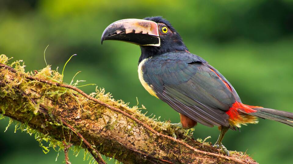 Collared Aracari, Toucan, Pteroglossus torquatus, Tropical Rainforest, Costa Rica, Central America, America