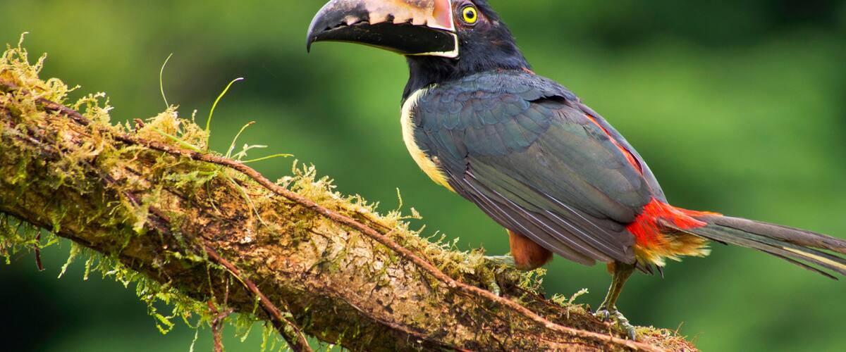 A toucan perched on a moss-covered branch.