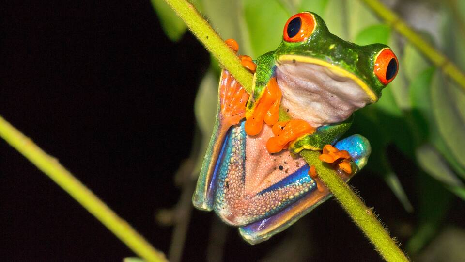 Red-eyed Tree Frog, Agalychnis callidryas, Tropical Rainforest, Costa Rica, Central America