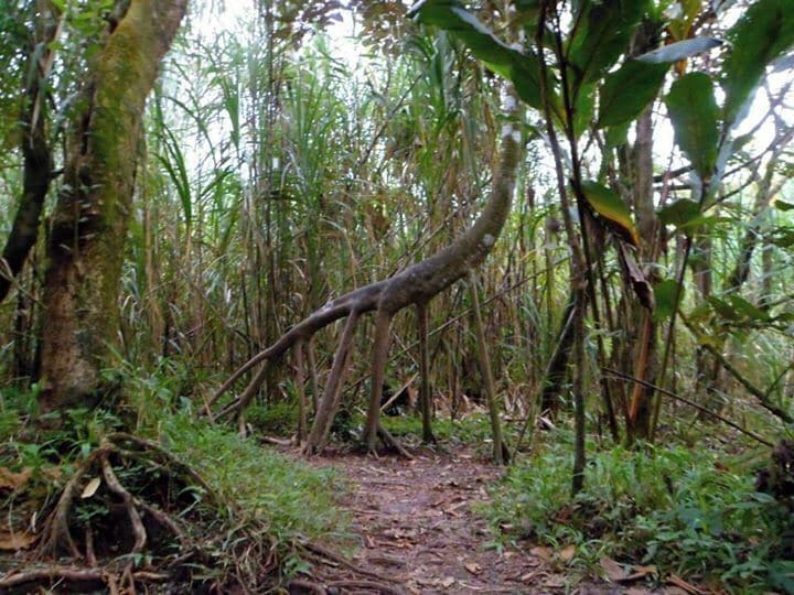 Walking trees! These are awesome! They actually mov over time to be close tot he sun. This was the best "walking" picture I took the whole trip. This was on the volcano hike tour. 
#hiking