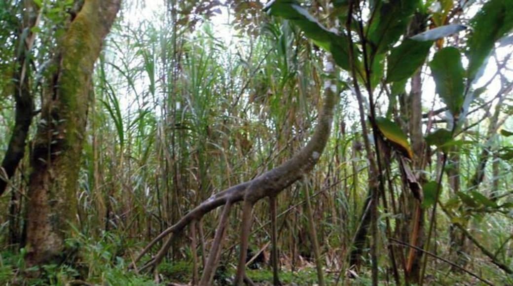 Walking trees! These are awesome! They actually mov over time to be close tot he sun. This was the best "walking" picture I took the whole trip. This was on the volcano hike tour.
#hiking