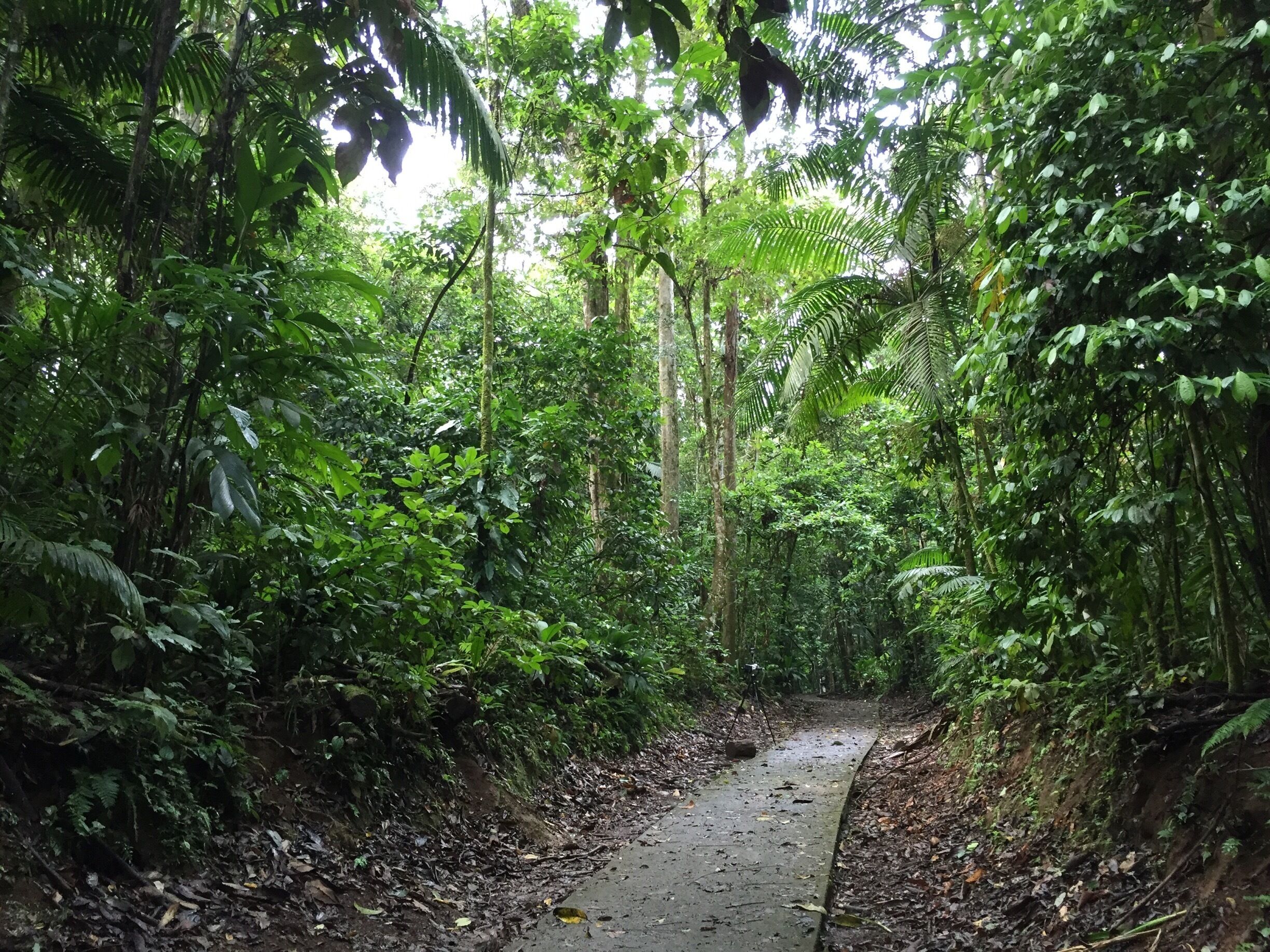 Trails in La Selva