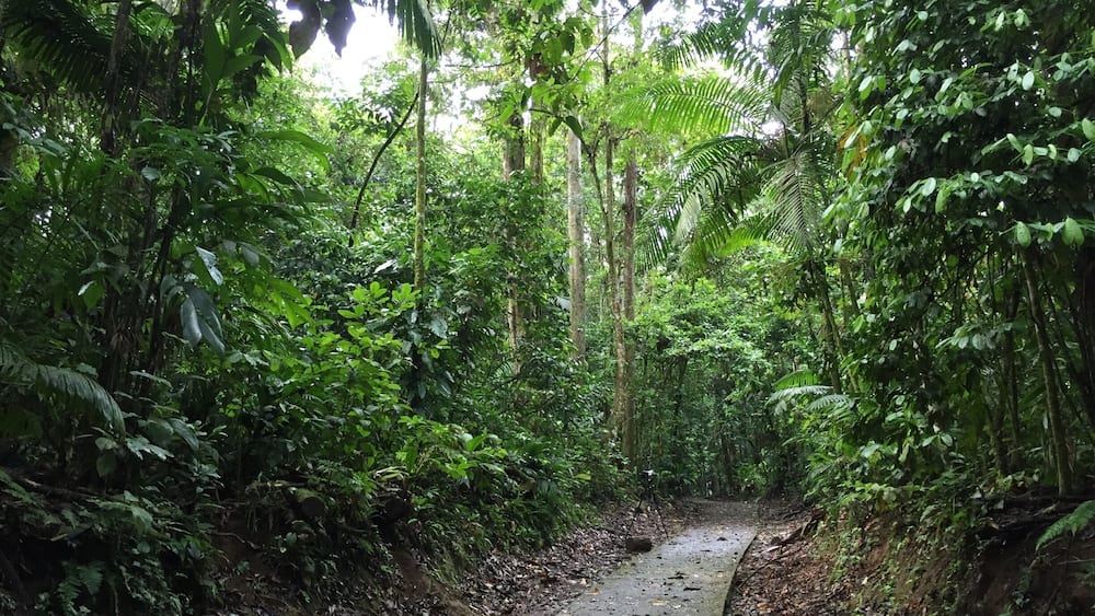 Trails in La Selva