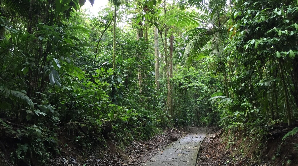 Trails in La Selva
