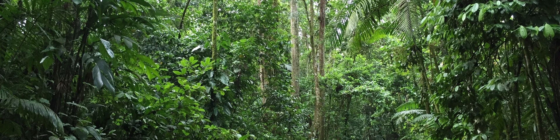 Trails in La Selva