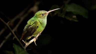 A Rufous-tailed Hummingbird perched on a branch in a rainforest near La Suiza, Costa Rica