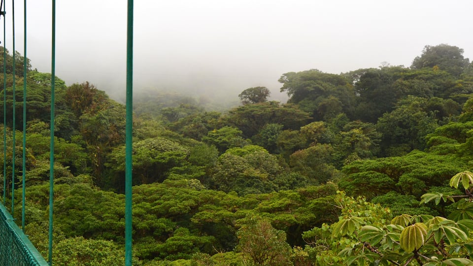 A suspension bridge in a dense forest with mist.