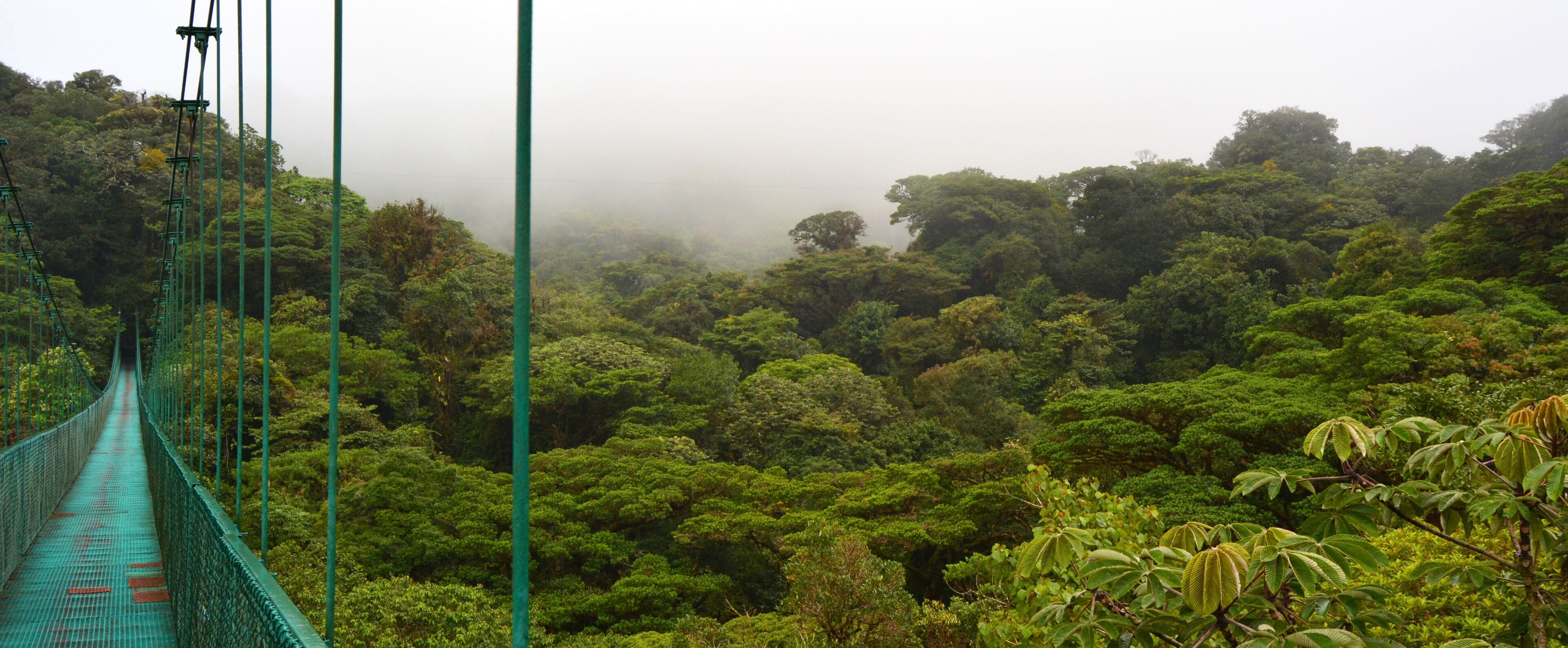 A suspension bridge in a dense forest with mist.