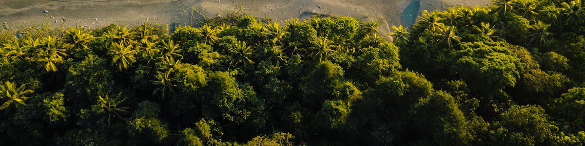 A beach with waves crashing onto the shore, surrounded by dense palm trees.