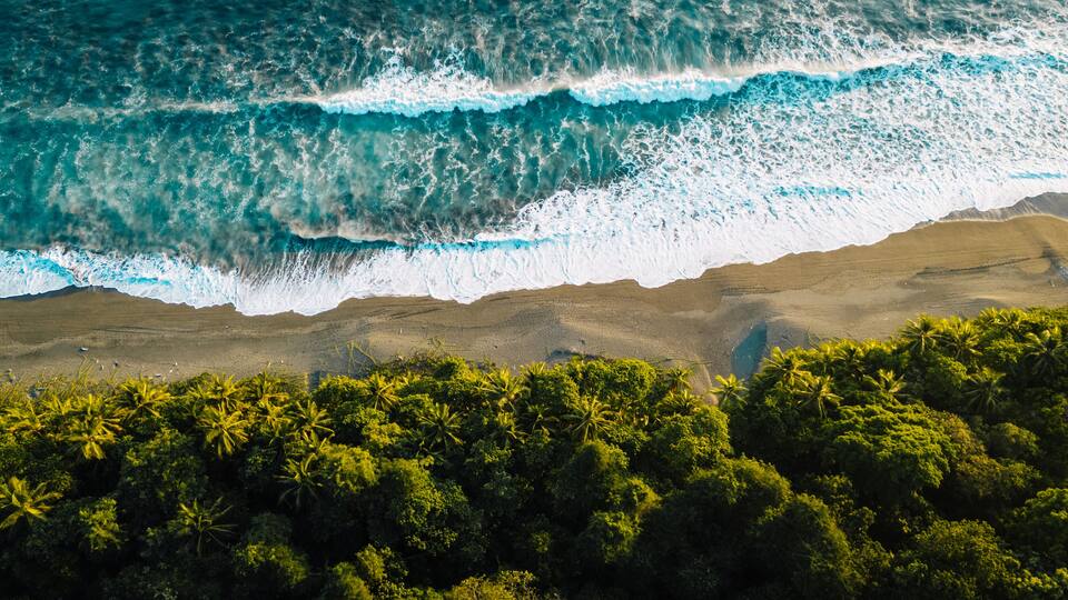 A beach with waves crashing onto the shore, surrounded by dense palm trees.