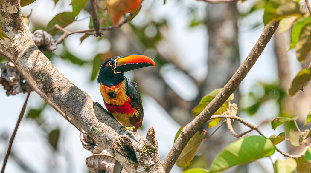 Fiery-billed Aracari near San Isidro del General Costa Rica