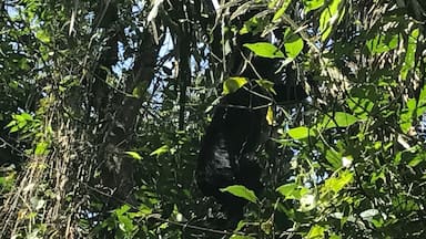 Howling Monkey in natural habitat, Monkey River, Belize