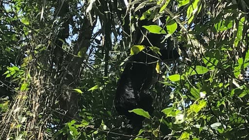 Howling Monkey in natural habitat, Monkey River, Belize