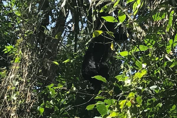 Howling Monkey in natural habitat, Monkey River, Belize