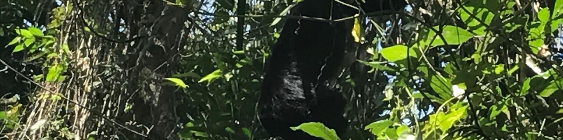 Howling Monkey in natural habitat, Monkey River, Belize