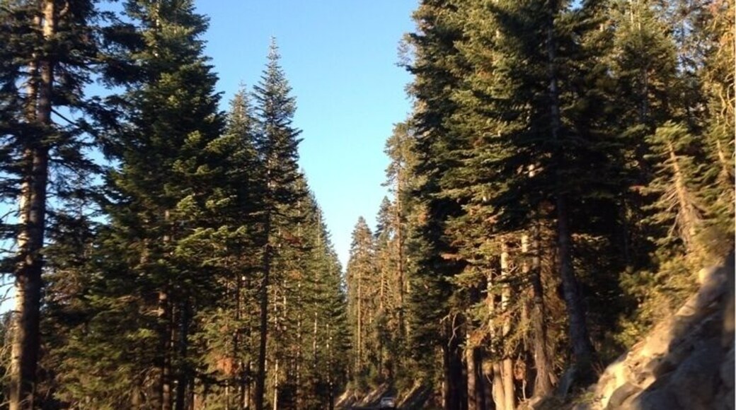 🚙🚗🚙🚗🚙🚗🚙🚗🚙🚗🚙 driving through #Yosemite #nationalpark #toottootbeepbeep #ruffiansroadtrip ☀🌲🍃🌲🍃🌲🍃🌲🍃🌲🍃
